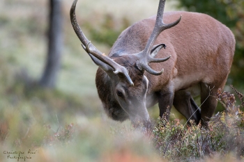 Saison de brame 2018