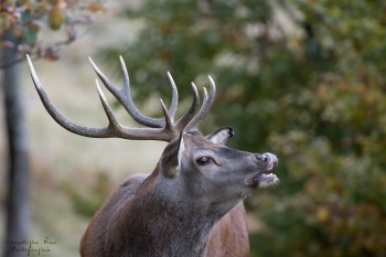 Saison de brame 2018