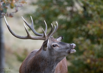 Saison de brame 2018