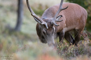 Saison de brame 2018