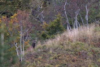 Saison de brame 2018