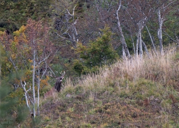 Saison de brame 2018