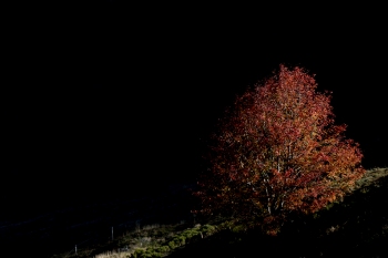 Saison de brame 2018