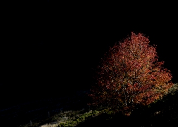 Saison de brame 2018