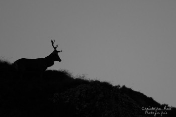 Saison de brame 2018