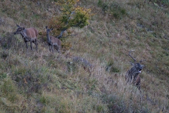Saison de brame 2018