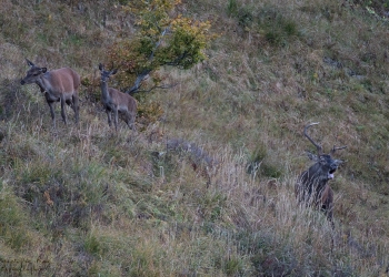 Saison de brame 2018