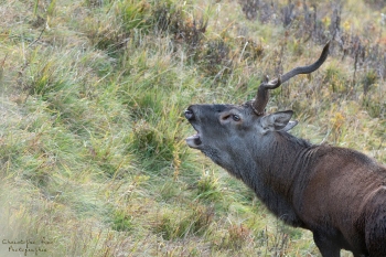 Saison de brame 2018