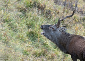 Saison de brame 2018