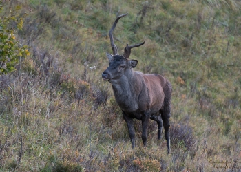 Saison de brame 2018