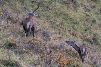 Saison de brame 2018