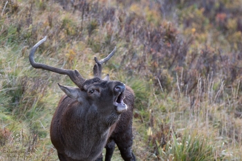 Saison de brame 2018