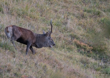 Saison de brame 2018
