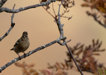 Saison de brame 2018