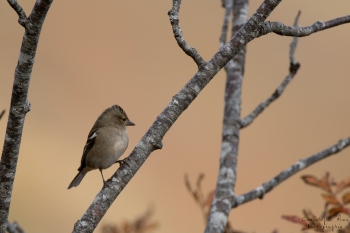 Saison de brame 2018