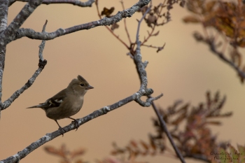 Saison de brame 2018