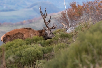 Saison de brame 2018