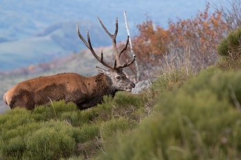 Saison de brame 2018