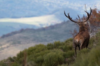 Saison de brame 2018