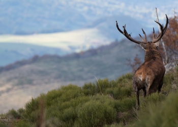 Saison de brame 2018
