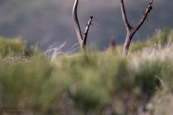 Saison de brame 2018