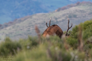 Saison de brame 2018