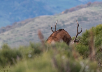 Saison de brame 2018