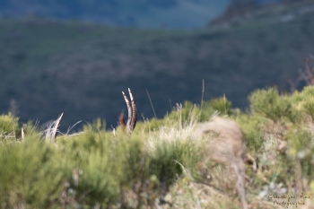 Saison de brame 2018