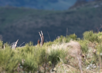 Saison de brame 2018