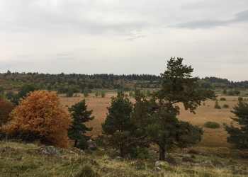 Saison de brame 2018