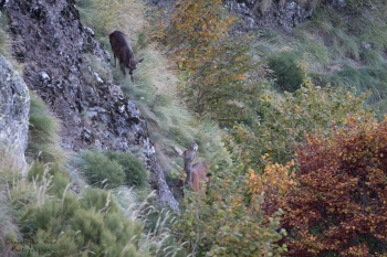 Saison de brame 2018