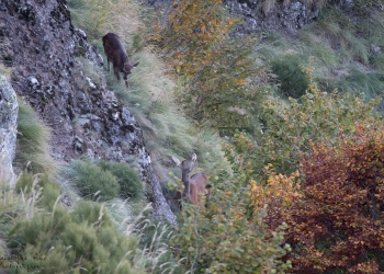 Saison de brame 2018