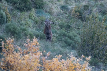 Saison de brame 2018