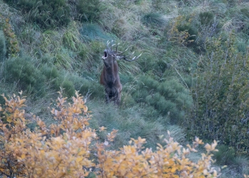 Saison de brame 2018