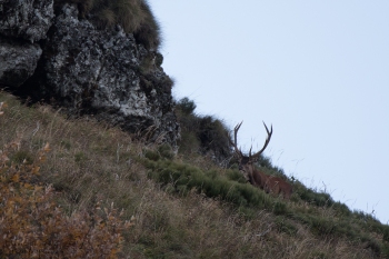 Saison de brame 2018