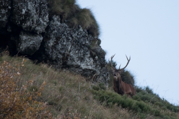 Saison de brame 2018