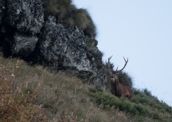 Saison de brame 2018
