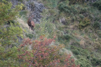 Saison de brame 2018