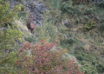 Saison de brame 2018