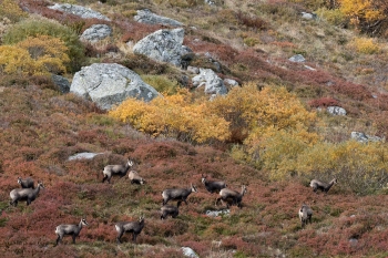 Saison de brame 2018