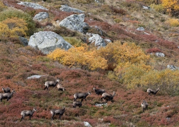 Saison de brame 2018