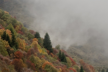 Saison de brame 2018