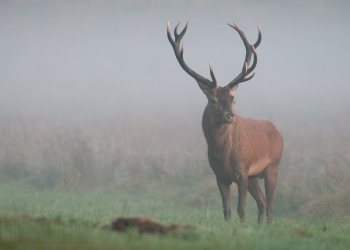 Saison de brame Tronçais 2009