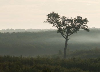 Tronçais, les grands