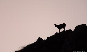 ChamoisSommet