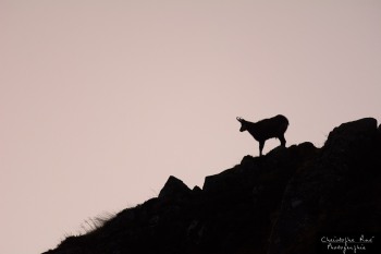 ChamoisSommet