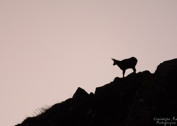 ChamoisSommet