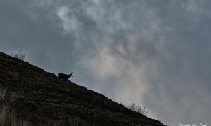 TroncaisNature_Rut_Chamois_1