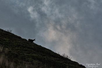 TroncaisNature_Rut_Chamois_1