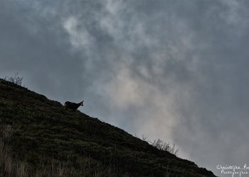 TroncaisNature_Rut_Chamois_1
